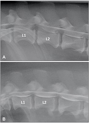 Calcified store disc dog